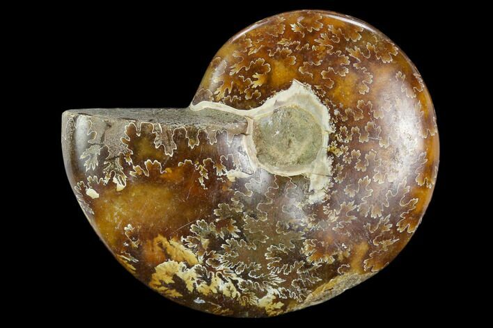 Polished, Agatized Ammonite (Cleoniceras) - Madagascar #119262